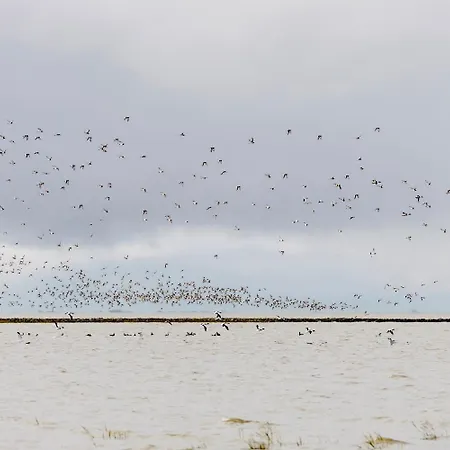 Albatros 1a * Дорум-Нойфельд