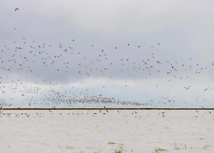 Albatros 1a * دورم نيوفيلد